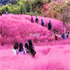 19usd Ngryise 8000Pcs A Set Salts Red grass seed