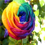 12usd Ngryise 2000Pcs A Set Pretty rose flower seed
