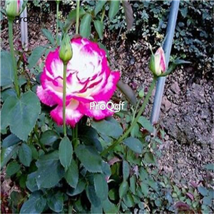 12usd Ngryise 2000Pcs A Set Pretty rose flower seed