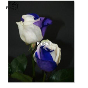 12usd Ngryise 2000Pcs A Set Pretty rose flower seed