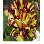 12usd Ngryise 2000Pcs A Set Pretty rose flower seed