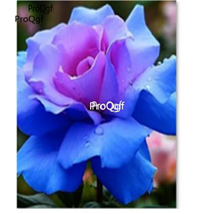 12usd Ngryise 2000Pcs A Set Pretty rose flower seed