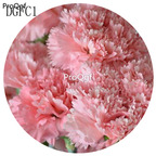 12usd Ngryise 8000Pcs A Set carnation flower seed