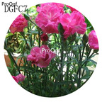 12usd Ngryise 8000Pcs A Set carnation flower seed