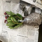 19usd Prodgf 2Pcs A Set Narcissus jonquilla random plant