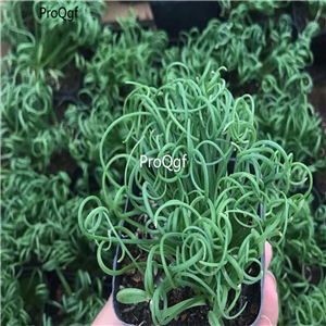 19usd Ngryise 3Pcs A Set Albuca namaquensis Bulb