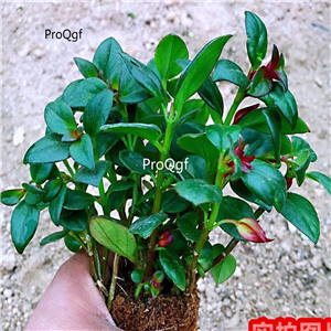 19usd Prodgf 3Pcs A Set Nematanthus wettsteinii plant