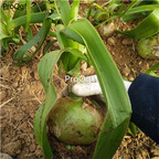 19usd Prodgf 3Pcs A Set Ornithogalum caudatum