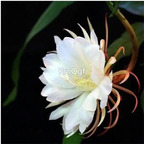 19usd Ngryise 3Pcs A Set Nopalxochia ackermannii plant