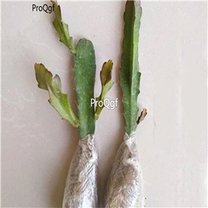 19usd Ngryise 3Pcs A Set Nopalxochia ackermannii plant