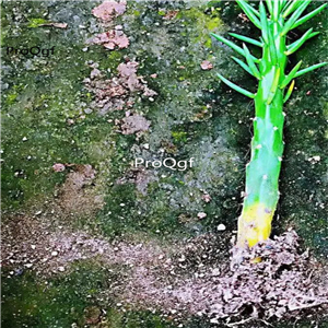 19usd Ngryise 3Pcs A Set Austrocylindropuntia subulata plant