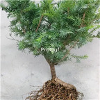 29usd Ngryise 2Pcs A Set  Taxus wallichiana plant