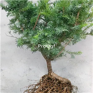 29usd Ngryise 2Pcs A Set  Taxus wallichiana plant