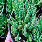 19usd Ngryise 2Pcs A Set Orbea variegata plant