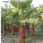 19usd Ngryise 1000Pcs A Set Saw Palmetto seed
