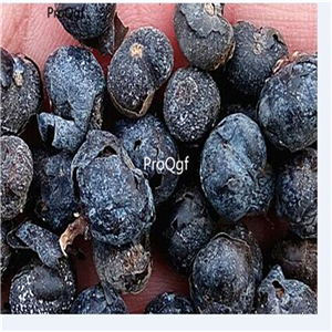19usd Ngryise 1000Pcs A Set Saw Palmetto seed