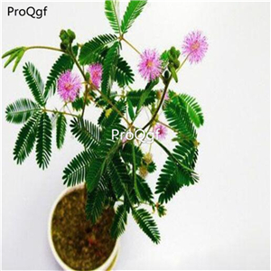 19usd Ngryise 5000Pcs A Set Mimosa Pudica Sensitive seed