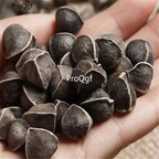 19usd Ngryise 1000Pcs A Set  sale Indian Wild Moringa seed