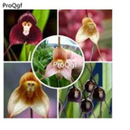 19usd Ngryise  3000Pcs A Set Monkey Orchid  seed