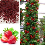 19usd Ngryise  9000Pcs A Set Rare German Strawberry seed
