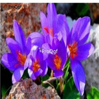 19usd Ngryise  30Pcs A Set Rare Blue Saffron bulb