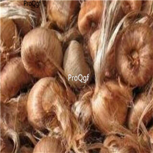 19usd Ngryise  30Pcs A Set Rare Blue Saffron bulb