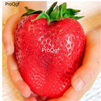 19usd Ngryise  9000Pcs A Set Giant Strawberry seed