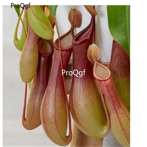 19usd Ngryise 1000Pcs A Set Carnivorous Fly Flower seed