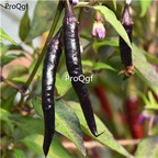19usd Ngryise  6000Pcs A Set Rare Hot Pointed Black Pepper seed