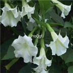 19usd Ngryise 6000Pcs A Set Trumpet Angel wite color seed