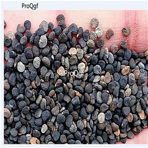 19usd Ngryise 6000Pcs A Set Trumpet Angel wite color seed