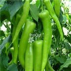 19usd Ngryise 9000Pcs A Set Sweet Charleston Pepper  seed