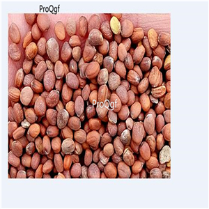 19usd Ngryise 6000Pcs A Set Red Hazelnut Radish seed