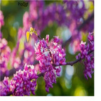 19usd Ngryise 6000Pcs A Set Redbud  seed