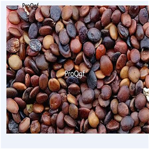 19usd Ngryise 6000Pcs A Set Redbud  seed