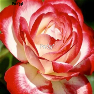19usd Ngryise  2000Pcs A Set Red White Rose seed