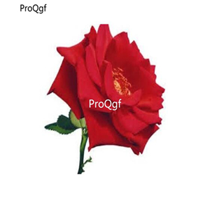 19usd Ngryise  3000Pcs A Set Fragrant Red Rose  seed