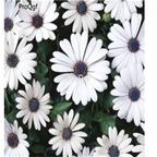 19usd Ngryise  9000Pcs A Set  White African Daisy  seed