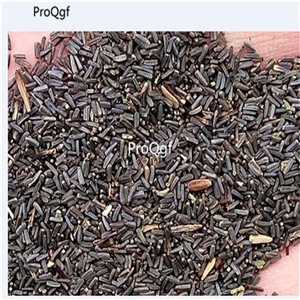 19usd Ngryise  9000Pcs A Set  White African Daisy  seed