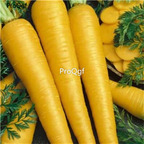 19usd Ngryise  9000Pcs A Set Yellow Carrot  seed