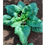 19usd Ngryise 9000Pcs A Set   Organic Spinach  seed