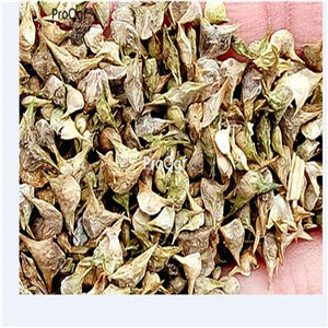 19usd Ngryise 9000Pcs A Set   Organic Spinach  seed