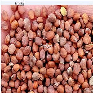19usd Ngryise 8000Pcs A Set Rare White Radish seed