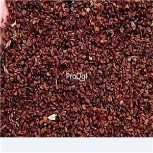 19usd Ngryise 6000Pcs A Set   Trachelium caeruleum seed