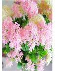 19usd Ngryise 6000Pcs A Set   Trachelium caeruleum seed