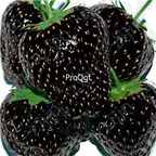 19usd Ngryise 9000Pcs A Set Black Strawberry seed