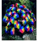 19usd Ngryise 6000Pcs A Set rainbow chrysanthemum seed
