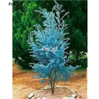 19USD Ngryise 5000Pcs A Set Blue Eucalyptus  SEED