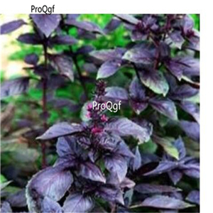 19usd Ngryise 9000Pcs A Set Fragrant Sweet Basil seed