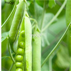 19usd Ngryise 5000Pcs A Set Sweet Pea seed